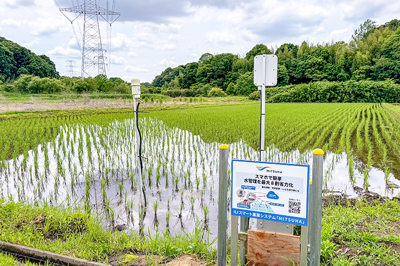 白井市内実証圃場